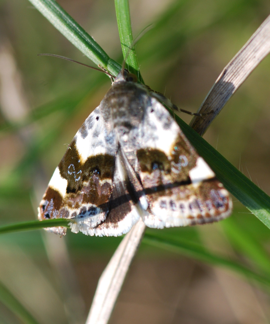 farfallina da ident  - Acontia (Acontia) lucida